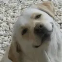 Samolepka