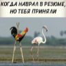 Стикер