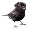 Стикер