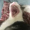 اسٹیکر