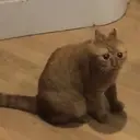 اسٹیکر