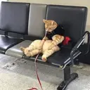 اسٹیکر