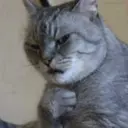 اسٹیکر