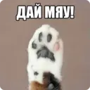 Կպչուն պիտակ