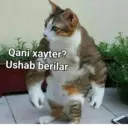 Stiker