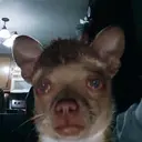 ملصق