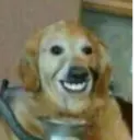 ملصق