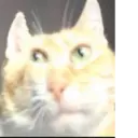 ملصق