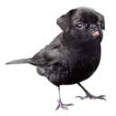Стикер