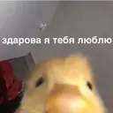 Límmiði