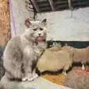 اسٹیکر