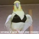 ស្ទីកเกอร์