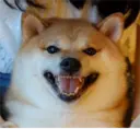 Samolepka