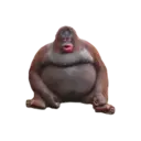 Samolepka