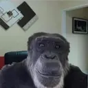 Samolepka