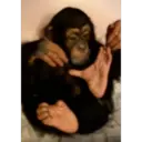 Samolepka