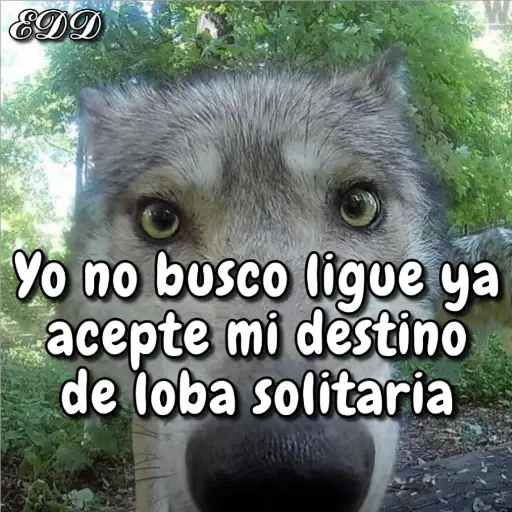 Stika