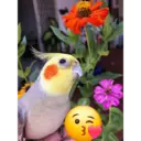 Стикер