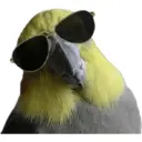 Стикер