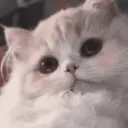 Límmiði