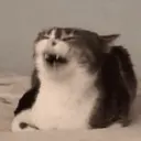 Límmiði
