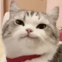 Límmiði