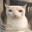 Límmiði