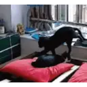 Autocolant