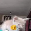 Pelekat