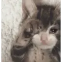 Pelekat