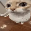 Pelekat