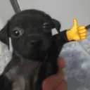 ملصق