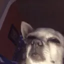 Límmiði