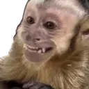ਸਟਿਕਰ
