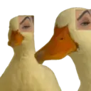 ਸਟਿਕਰ