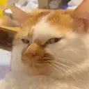 Çıkartma