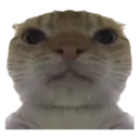 Límmiði