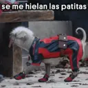 Ngjitës