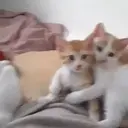 Çıkartma