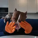 Samolepka