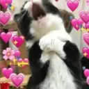 ស្ទីកเกอร์