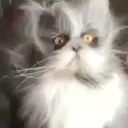 ملصق