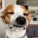 ملصق