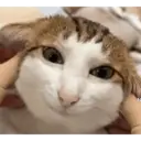 Nhãn dán