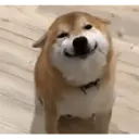 Nhãn dán