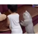 Nhãn dán