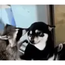 Nhãn dán