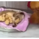 Nhãn dán