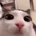 Adhesiu