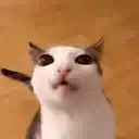 Adhesiu